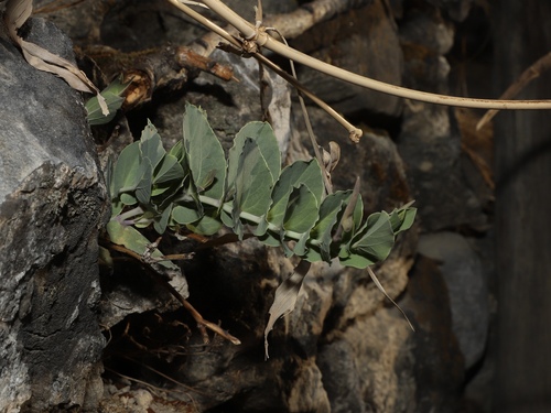 Aristolochia delavayi — photo