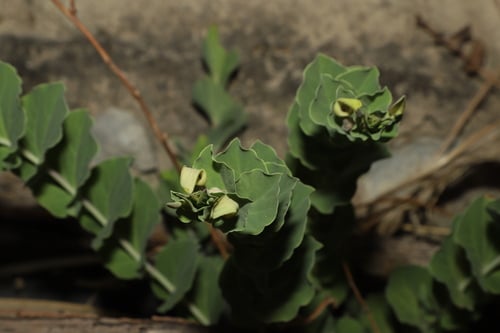 Aristolochia delavayi — photo