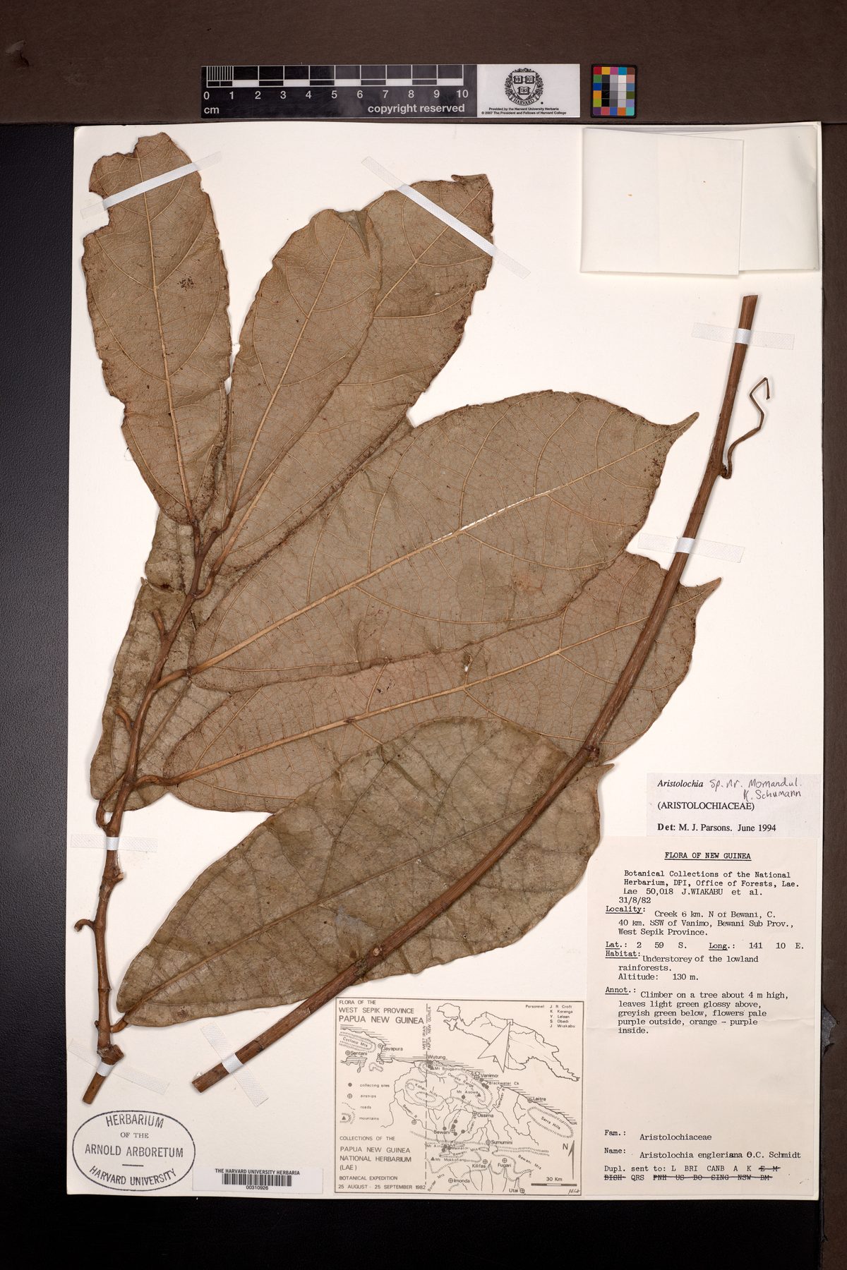 Aristolochia engleriana — photo