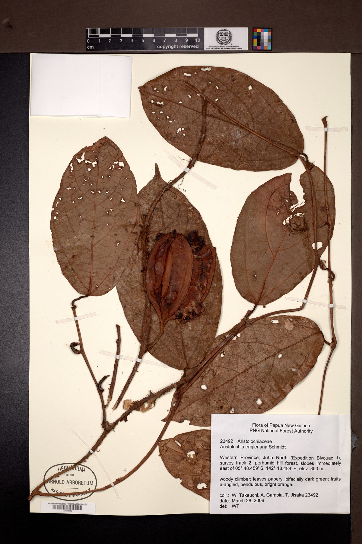 Aristolochia engleriana