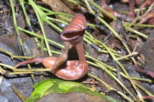 Aristolochia maxima (Dutchman's pipe) — photo