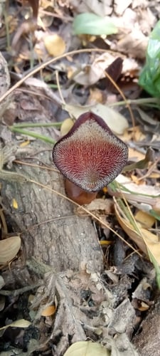 Aristolochia maxima (Dutchman's pipe) — photo