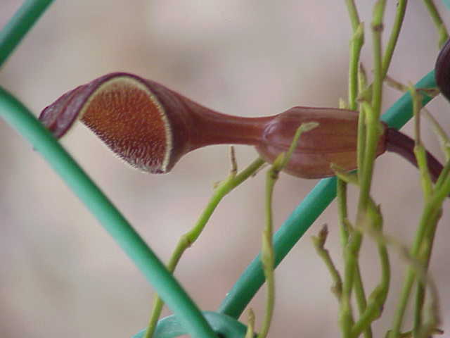 Aristolochia maxima