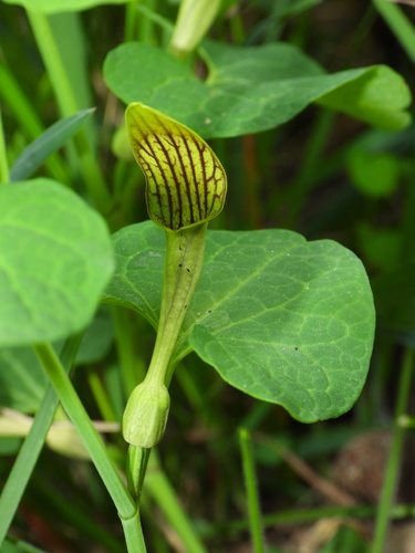 Aristolochia pallida — photo