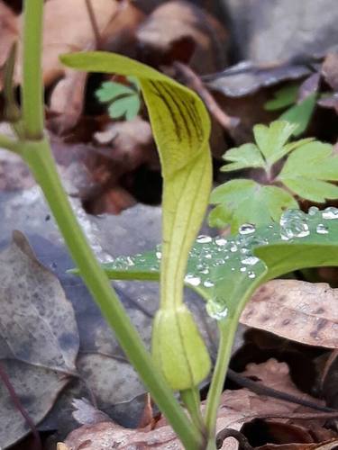 Aristolochia pallida — photo