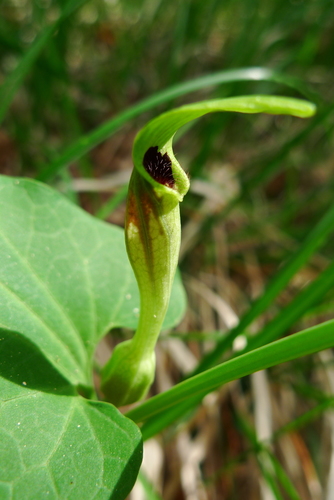 Aristolochia pallida