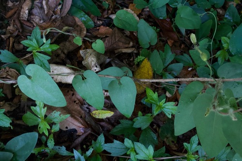 Aristolochia pilosa — photo