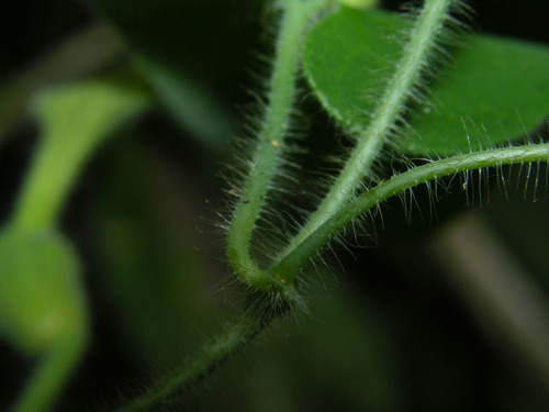 Aristolochia pilosa — photo