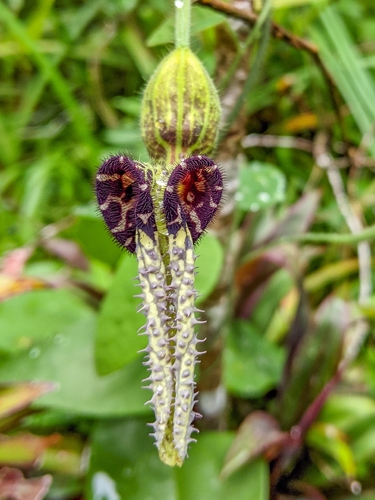 Aristolochia pilosa
