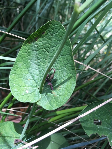 Aristolochia rotunda (Snakeroot) — photo