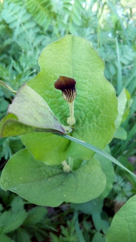 Aristolochia rotunda (Snakeroot) — photo