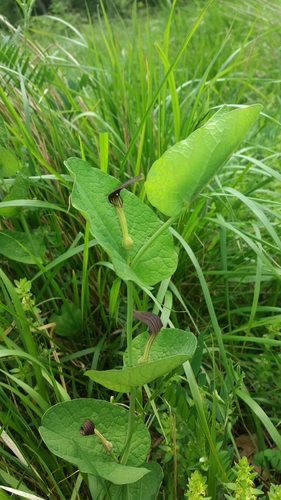 Aristolochia rotunda