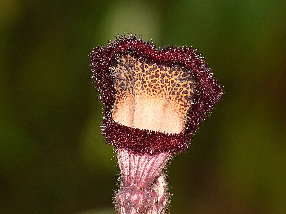 Aristolochia saccata