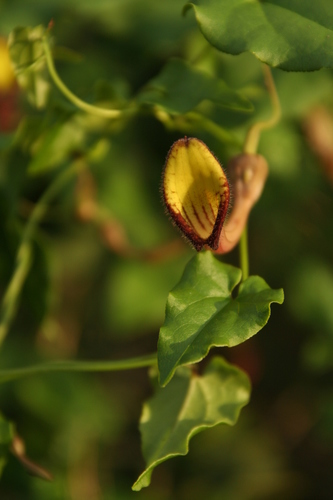 Aristolochia sempervirens (Green Dutchman's pipe) — photo
