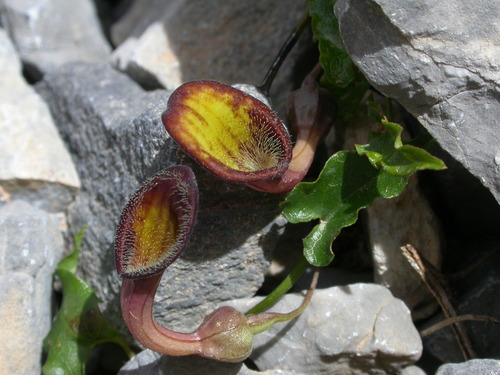Aristolochia sempervirens (Green Dutchman's pipe) — photo