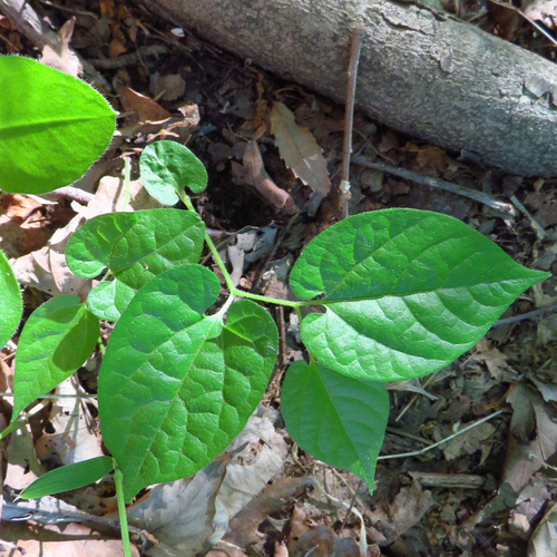 Aristolochia serpentaria (Virginia snakeroot) — photo