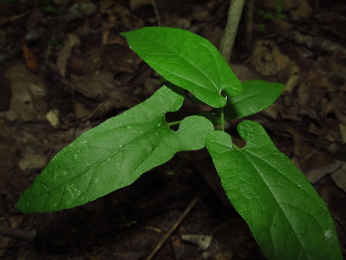 Aristolochia serpentaria (Virginia snakeroot) — photo