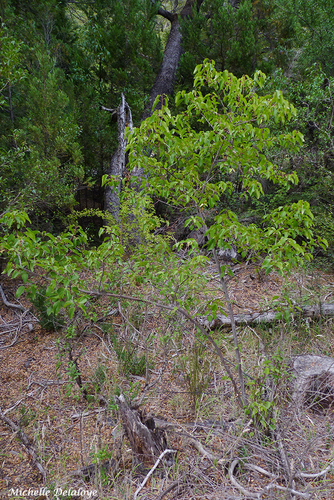 Aristotelia chilensis (Chilean wineberry) — photo