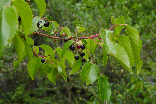 Aristotelia chilensis (Chilean wineberry) — photo