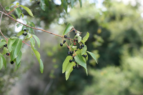 Aristotelia chilensis