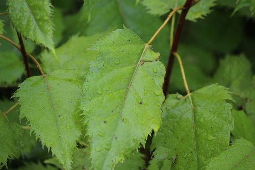 Aristotelia serrata (New Zealand wineberry) — photo