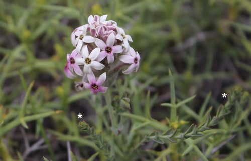 Schoepfiaceae