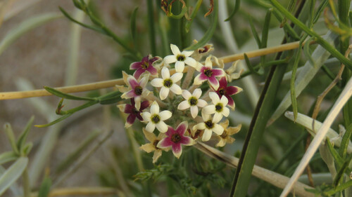 Arjona tuberosa (Chaquil) — photo