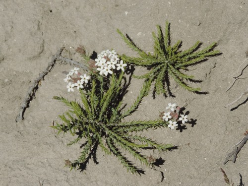 Arjona tuberosa (Chaquil) — photo