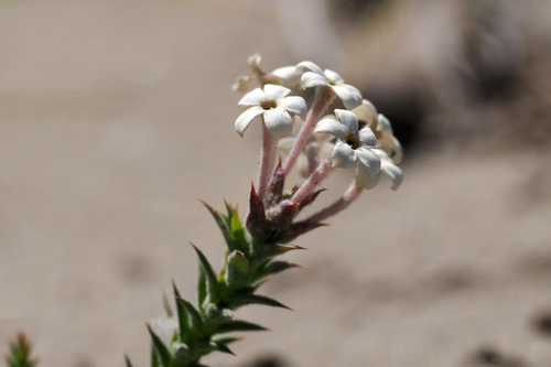 Arjona tuberosa