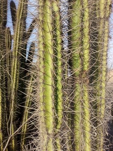 Armatocereus cartwrightianus (Cardo) — photo