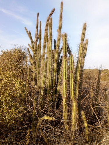 Armatocereus cartwrightianus