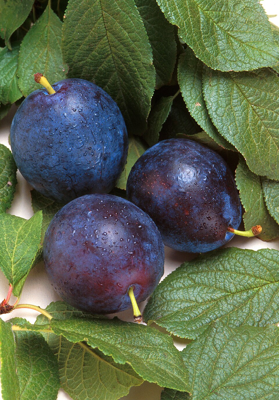 Armeniaca dasycarpa (Black apricot) — photo