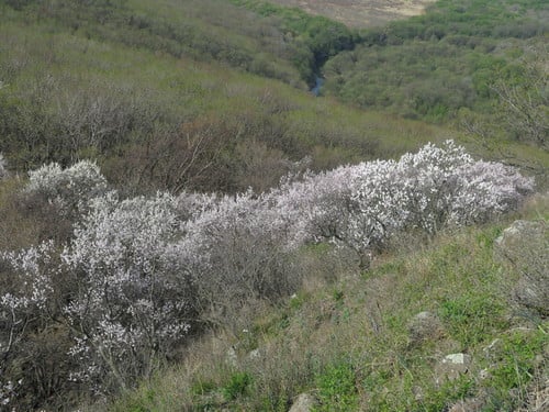 Armeniaca mandshurica (Dong bei xing) — photo