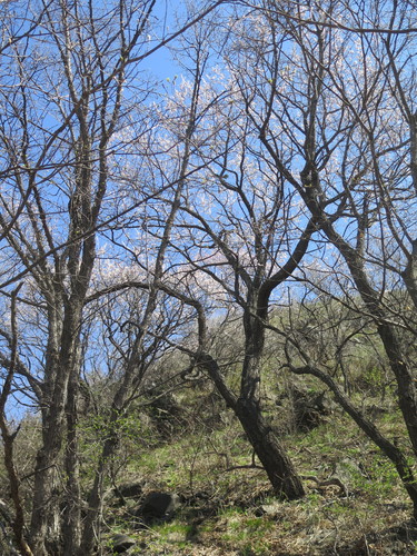 Armeniaca mandshurica var. mandshurica (Dong bei xing) — photo
