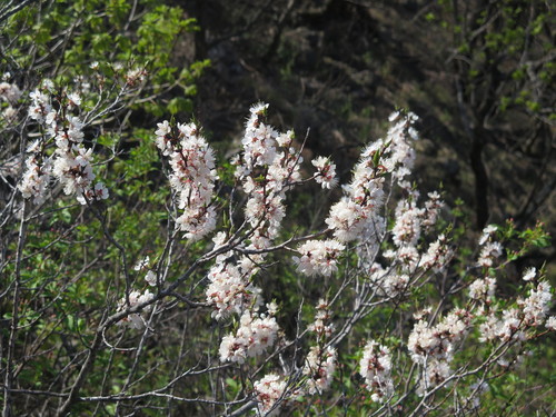 Armeniaca mandshurica