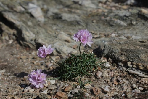 Armeria maritima (Sea thrift) — photo