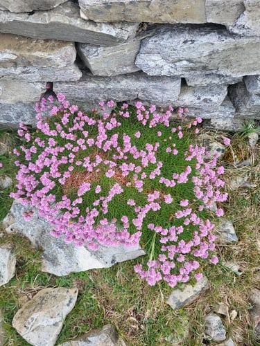 Armeria maritima (Sea thrift) — photo