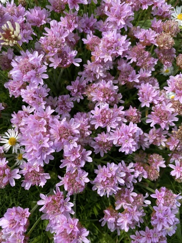 Plumbaginaceae
