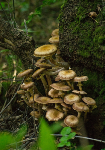 Armillaria borealis — photo