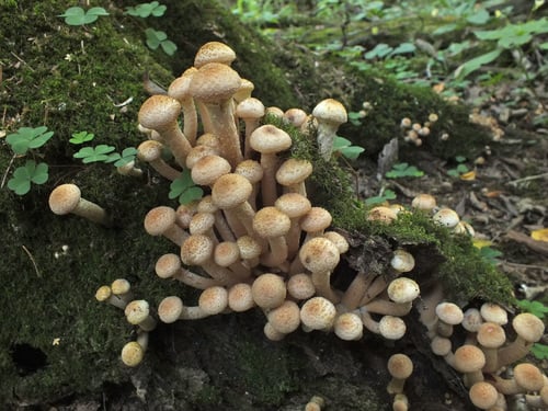 Armillaria borealis