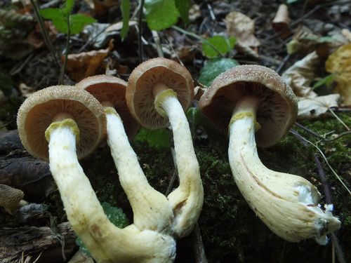 Armillaria cepistipes — photo