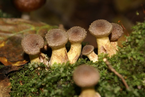 Armillaria cepistipes — photo