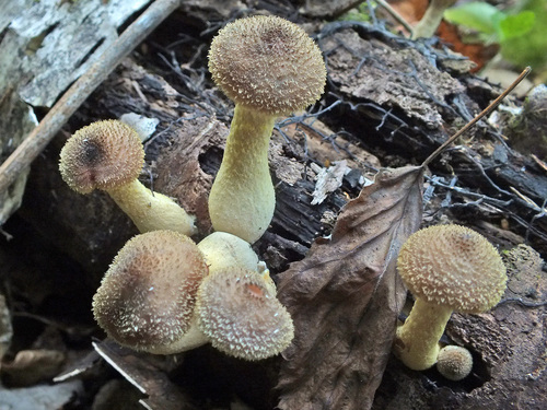 Armillaria cepistipes