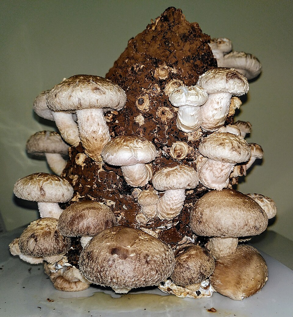 Armillaria edodes (Pine mushroom) — photo