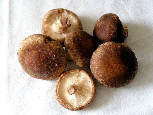 Armillaria edodes