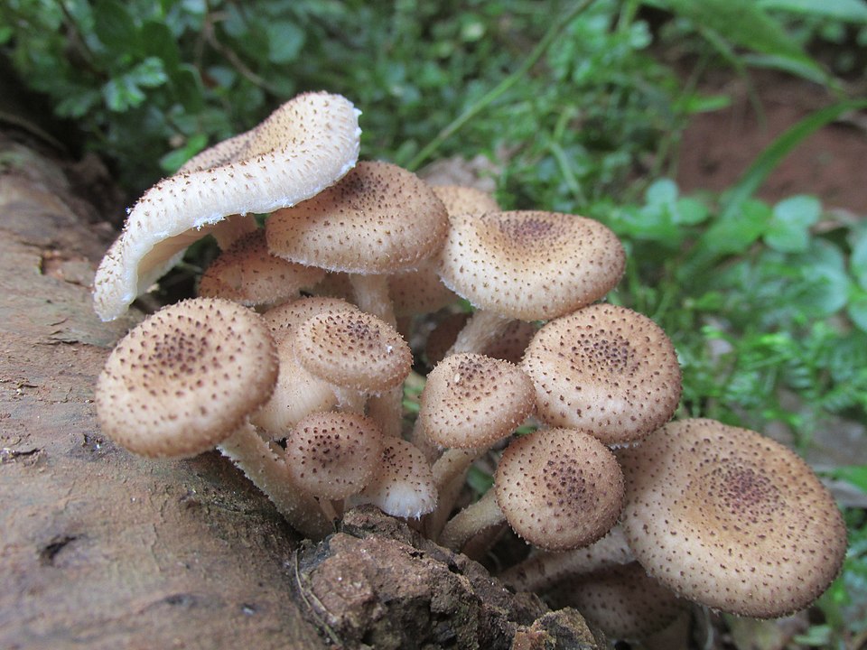 Armillaria fuscipes — photo