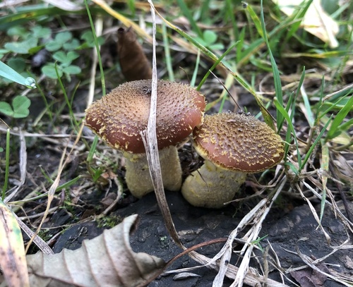 Armillaria gallica (Honey mushroom) — photo