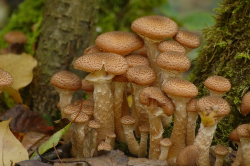 Armillaria gallica (Honey mushroom) — photo