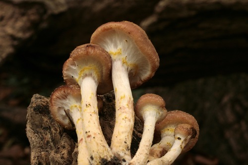 Armillaria gallica