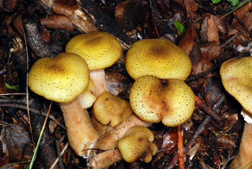 Armillaria limonea — photo
